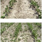 Treated and untreated soybeans at Ridgetown, about a week after application. Plots were 30-inch centres, treated as per label instructions at the right stage for application, and under very dry conditions.