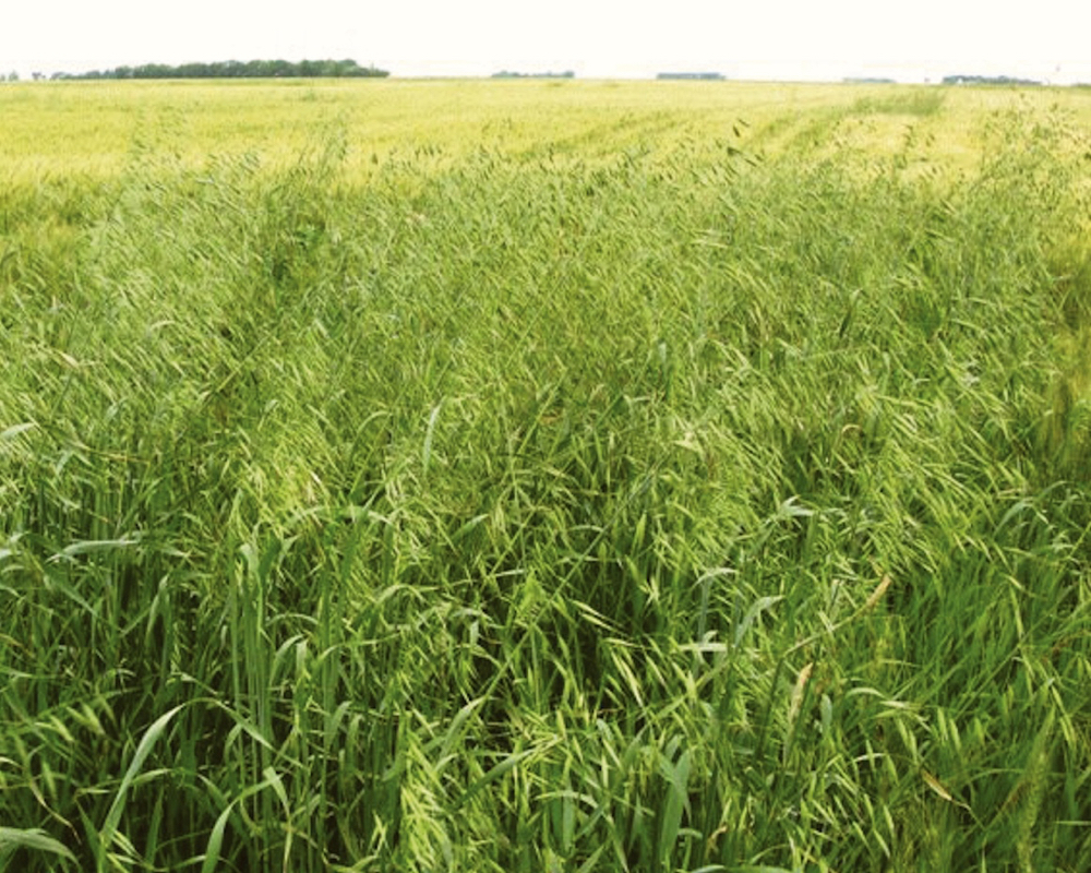 Mowing that patch before it went to seed might have been a better strategy that using an ineffective herbicide.