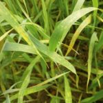 Crown rust is considered one of the worst crop diseases since its strains can mutate to acquire new virulence and resistance.