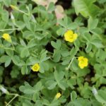 The yellow, five-petal flowers.