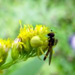 Spiders (Class: Arachnida; order: Araneida)
Generalist predators. Prey ranges from mites and aphids to moths, flies, and beetles.
There are at least 483 species of spiders in Manitoba. Forty-seven species of spiders were caught in a study of the diversity and abundance of spiders in a wheat field and its grassy borders in Saskatchewan.
