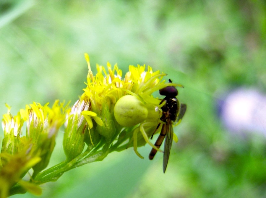 Spiders (Class: Arachnida; order: Araneida)
Generalist predators. Prey ranges from mites and aphids to moths, flies, and beetles.
There are at least 483 species of spiders in Manitoba. Forty-seven species of spiders were caught in a study of the diversity and abundance of spiders in a wheat field and its grassy borders in Saskatchewan.