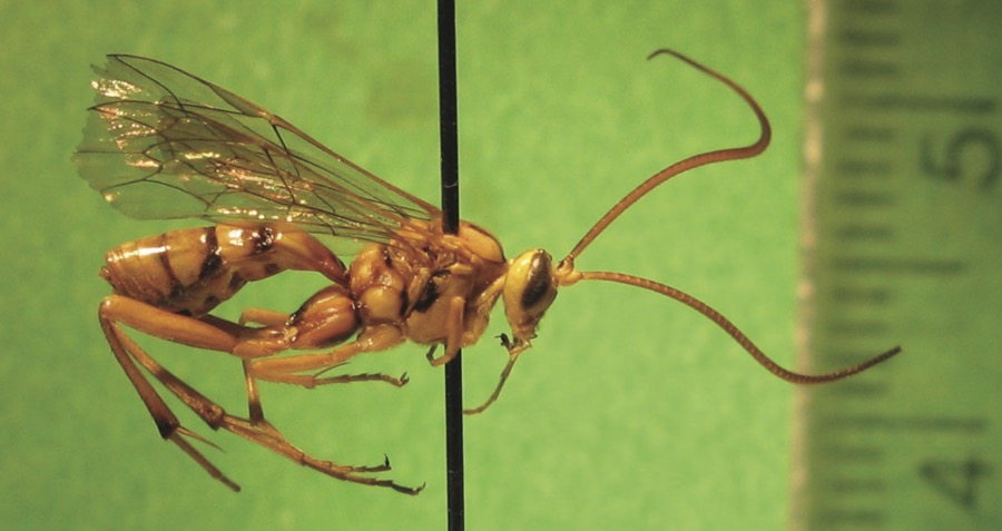 Parasitoids of potential pest insects
Insects that parasitize and kill other insects are called parasitoids. In their immature stages these parasitoids live in or on the body of another insect (the host), but they are free-living as adults. Many of the parasitoids of insects in Manitoba are either wasps or flies. Parasitic wasps do have what looks like a stinger, but they use this to lay eggs in the insects that they are parasitizing, and will not sting people.