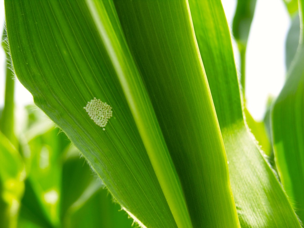 preparing for western bean cutworm in 2017