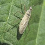 There are 12 species of this true bug called Damsel bugs. Identification: Long and slender. Enlarged front legs.
What they eat: Aphids, moth eggs, small caterpillars (including European corn borer and corn earworm), leafhoppers, mites, lygus bug nymphs. Damsel bugs can be important predators of diamondback moth. The toxin used by damsel bugs to subdue their prey will kill, even if the prey is not eaten.