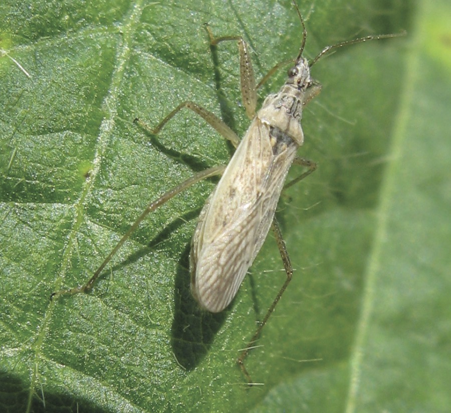 There are 12 species of this true bug called Damsel bugs. Identification: Long and slender. Enlarged front legs. 
What they eat: Aphids, moth eggs, small caterpillars (including European corn borer and corn earworm), leafhoppers, mites, lygus bug nymphs. Damsel bugs can be important predators of diamondback moth. The toxin used by damsel bugs to subdue their prey will kill, even if the prey is not eaten.
