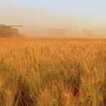 Wheat fields being harvested