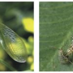 About 25 species in Canada
Identification: Adults are green, with wing veins that look like netting, and have gold eyes. Larvae are alligator-like in general shape (similar to lady beetle larvae), cream-coloured with brown markings and sickle-shaped mandibles.
What they eat: Aphids, thrips, and mites; eggs of many insects (including leafhoppers, diamondback moth, and Colorado potato beetle); small caterpillars, and beetle larvae (including larvae of Colorado potato beetles); diamondback moth larvae and cocoons.
How much: Developing lacewing larvae eat from 100 to 600 aphids.