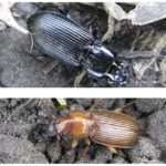 Ground beetles (Carabidae)
861 species in Canada
About 40,000 species worldwide
Identification: Head at eyes narrower than section behind head. Front wings may have striations or pits. Run rapidly when disturbed.
What they eat: Larvae of cutworms and diamondback moth; Colorado potato beetle, and root maggot eggs, larvae, and pupae; aphids. A species called Lebia atriventris has been observed feeding on larvae of sunflower beetles in Manitoba. A study in Saskatchewan found 14 species of ground beetles fed on larvae of wheat midge.
How much: Larvae and adults of several species of ground beetles have been shown to eat many times their own weight in prey if given the opportunity. Most are nocturnal (active at night).