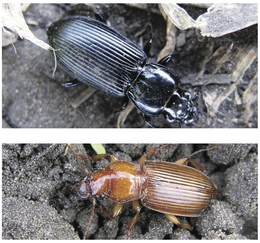 Ground beetles (Carabidae)
861 species in Canada  About 40,000 species worldwide
Identification: Head at eyes narrower than section behind head. Front wings may have striations or pits. Run rapidly when disturbed. 
What they eat: Larvae of cutworms and diamondback moth; Colorado potato beetle, and root maggot eggs, larvae, and pupae; aphids. A species called Lebia atriventris has been observed feeding on larvae of sunflower beetles in Manitoba. A study in Saskatchewan found 14 species of ground beetles fed on larvae of wheat midge. 
How much: Larvae and adults of several species of ground beetles have been shown to eat many times their own weight in prey if given the opportunity. Most are nocturnal (active at night).