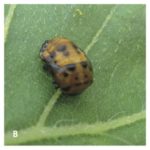 Larva (a), pupa (b) and adult (c) of the seven-spotted lady beetle (Coccinella septempunctata).
Lady beetles/ladybugs
56 species in Manitoba
Identification: Although most can recognize adult lady beetles, many do not recognize the larvae. They are alligator-like in general shape and black with white, yellow, red or orange markings.
What they eat: Aphids — if scarce they may feed on the eggs of moths and beetles, thrips, mites and other small insects as well as pollen and nectar.
How much: In a Manitoba study adults of the thirteen-spotted lady beetle consumed between 110 and 160 aphids on average in 24 hours, depending on the species of aphid. An Ontario study found adult females of the seven-spotted lady beetle ate about 115 aphids in 24 hours, adult males ate about 80 in 24 hours, and third instar larvae ate about 105 in 24 hours.