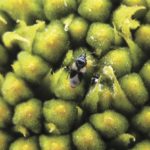 True bugs (Heteroptera) –
There is a suborder of insects referred to as true bugs, where the basal part of the forewings are leathery and the tips are membraneous. Some types of true bugs prey only on other insects, some will feed on both other insects and plant sap, and some only on plant sap. Families of true bugs that feed primarily on other insects include minute pirate bugs, damsel bugs, assassin bugs, and ambush bugs. Although many species of stink bugs feed on plant sap, there are some species that are predaceous. The minute pirate bug seen here have 41 species in Canada
Identification: Adults are oval, black with white markings; 3-5 mm. Nymphs are orange to brown.
What they eat: Insect eggs, small caterpillars, thrips, mites, and aphids.