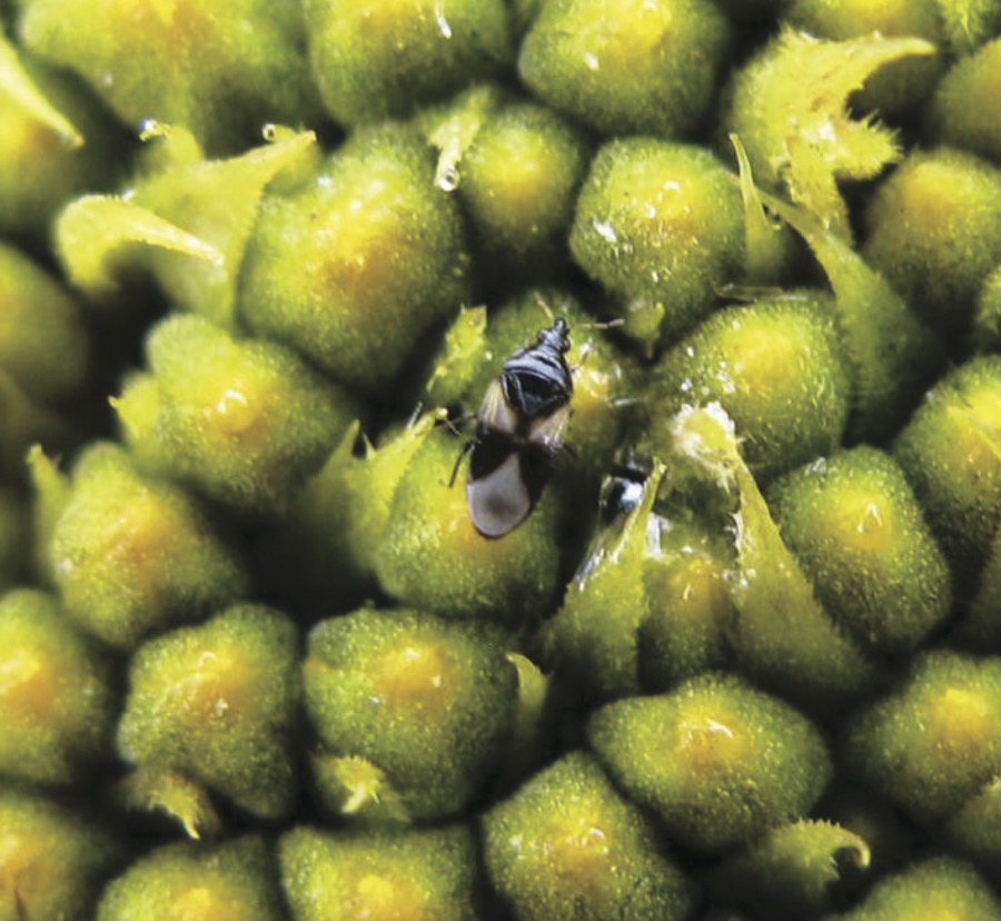 True bugs (Heteroptera) –
 There is a suborder of insects referred to as true bugs, where the basal part of the forewings are leathery and the tips are membraneous. Some types of true bugs prey only on other insects, some will feed on both other insects and plant sap, and some only on plant sap. Families of true bugs that feed primarily on other insects include minute pirate bugs, damsel bugs, assassin bugs, and ambush bugs. Although many species of stink bugs feed on plant sap, there are some species that are predaceous.  The minute pirate bug seen here have 41 species in Canada
Identification: Adults are oval, black with white markings; 3-5 mm. Nymphs are orange to brown. 
What they eat: Insect eggs, small caterpillars, thrips, mites, and aphids. 