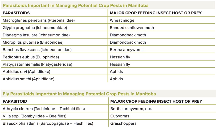 PHOTOS: A guide to beneficial insects