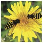 There are many groups of flies that are predators of other insects. For some groups the larvae are predaceous, while in others the adults may be predaceous. These are two groups of predaceous flies: hover flies (about 500 species in Canada) and stiletto flies. Other predaceous species of flies include bee flies (Bombyliidae), robber flies (Asilidae) and long-legged flies (Dolichopodidae).

Hover fly larva (a), Hover fly adult (b), Larva of stiletto fly (c).
Identification: As adults, many species of hover flies resemble bees, but only have one pair of wings. Abdomen usually has black and yellow stripes. Adults often hover over flowers. Larvae are often green or brown and tapered towards the head.
What they eat: Larvae eat aphids and small caterpillars.
How much: A single larva may consume up to 400 aphids during development, depending on species. Adults feed on pollen and nectar and can be very effective as pollinators.