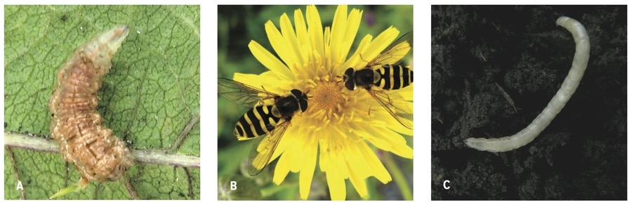 There are many groups of flies that are predators of other insects. For some groups the larvae are predaceous, while in others the adults may be predaceous. These are two groups of predaceous flies: hover flies (about 500 species in Canada) and stiletto flies. Other predaceous species of flies include bee flies (Bombyliidae), robber flies (Asilidae) and long-legged flies (Dolichopodidae). 
￼ 
Hover fly larva (a), Hover fly adult (b), Larva of stiletto fly (c).
Identification: As adults, many species of hover flies resemble bees, but only have one pair of wings. Abdomen usually has black and yellow stripes. Adults often hover over flowers. Larvae are often green or brown and tapered towards the head. 
What they eat: Larvae eat aphids and small caterpillars. 
How much: A single larva may consume up to 400 aphids during development, depending on species. Adults feed on pollen and nectar and can be very effective as pollinators.