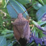 Predacious Stink bugs (Pentatomidae: subfamily Asopinae) – Although many species of stink bugs feed on plant sap, there is a subfamily called Asopinae which are predaceous. Some of these predaceous stink bugs can be of importance agriculturally. For example, a species known as the spined soldier bug (Podisus maculiventris) is known to prey on larvae of diamondback moth, European corn borer, imported cabbageworm and Colorado potato beetle. The two-spotted stink bug (Perillus bioculatus) feeds on all stages of the Colorado potato beetle and larvae of sunflower beetles.