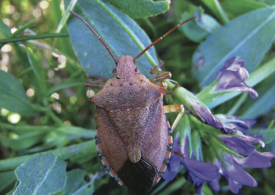 Predacious Stink bugs (Pentatomidae: subfamily Asopinae) – Although many species of stink bugs feed on plant sap, there is a subfamily called Asopinae which are predaceous. Some of these predaceous stink bugs can be of importance agriculturally. For example, a species known as the spined soldier bug (Podisus maculiventris) is known to prey on larvae of diamondback moth, European corn borer, imported cabbageworm and Colorado potato beetle. The two-spotted stink bug (Perillus bioculatus) feeds on all stages of the Colorado potato beetle and larvae of sunflower beetles.