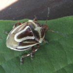 Predacious Stink bugs (Pentatomidae: subfamily Asopinae)
Although many species of stink bugs feed on plant sap, there is a subfamily called Asopinae which are predaceous. Some of these predaceous stink bugs can be of importance agriculturally. For example, a species known as the spined soldier bug (Podisus maculiventris) is known to prey on larvae of diamondback moth, European corn borer, imported cabbageworm and Colorado potato beetle. The two-spotted stink bug (Perillus bioculatus) feeds on all stages of the Colorado potato beetle and larvae of sunflower beetles.