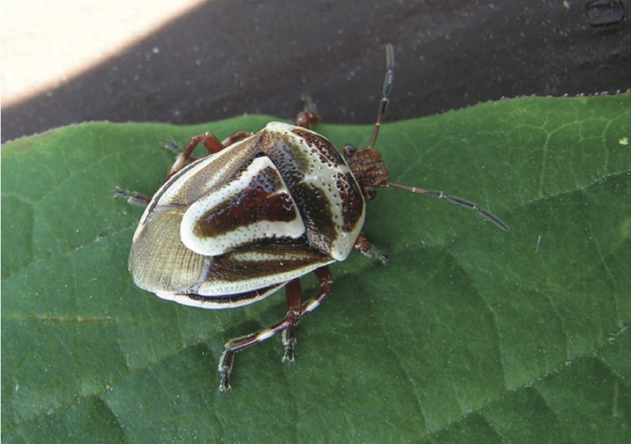 Predacious Stink bugs (Pentatomidae: subfamily Asopinae)
Although many species of stink bugs feed on plant sap, there is a subfamily called Asopinae which are predaceous. Some of these predaceous stink bugs can be of importance agriculturally. For example, a species known as the spined soldier bug (Podisus maculiventris) is known to prey on larvae of diamondback moth, European corn borer, imported cabbageworm and Colorado potato beetle. The two-spotted stink bug (Perillus bioculatus) feeds on all stages of the Colorado potato beetle and larvae of sunflower beetles.