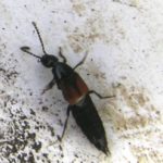 875 species in Canada –
Identification: Adult rove beetles are slender. They have short wings; three to six segments of the abdomen may not be covered by the wings. They often run fast, sometimes with the tip of their abdomen bent upward.
What they eat: Most adults and larvae are predaceous on insects, and a few are parasitic. Some species eat root maggot eggs and larvae.
How much: Aleochara adults may consume up to five root maggot larvae per day. A pair may destroy 1,200 eggs and 130 larvae, and parasitize several hundred pupae during their lifetime.