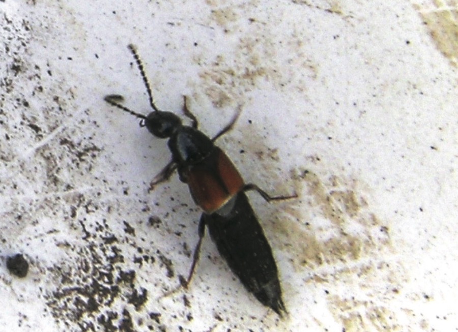 A guide to beneficial insects Country Guide