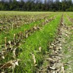 Get more from cover crops