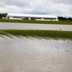Heavy rains put this corn field mostly under water near Harriston, Ont.