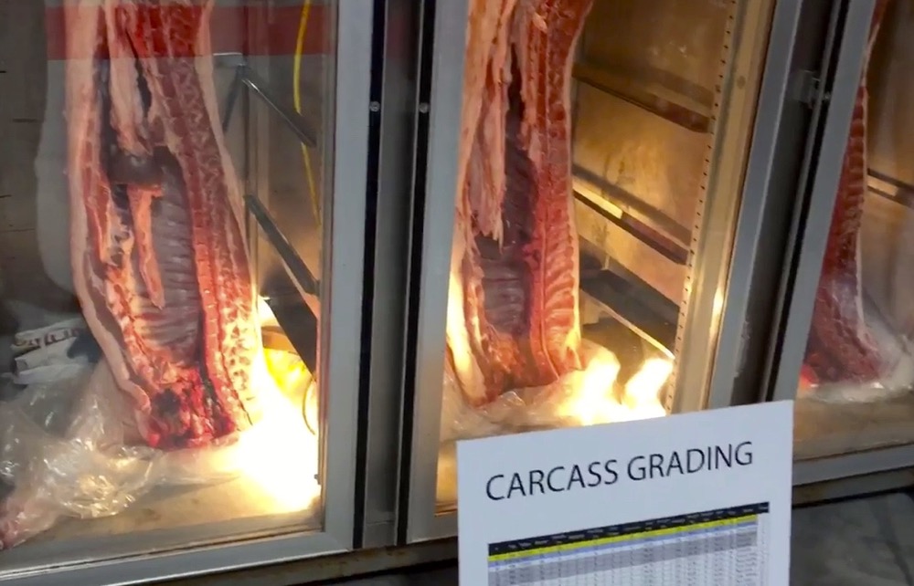 VIDEO: Hog farmers at Ontario Pork Congress optimistic