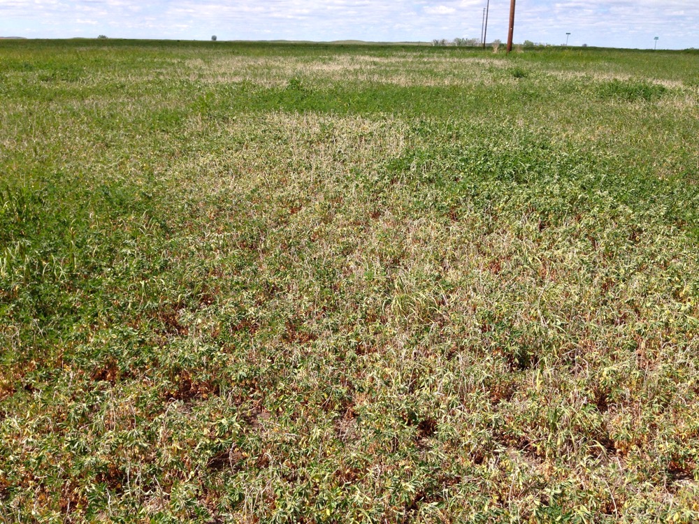 Drought conditions in North Dakota are causing spring alfalfa to wilt.