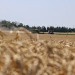 Ontario farmers, such as this one harvesting near Lucan, Ont. say yields are as good as last year, with this farm seeing about 100 bushels per acre.