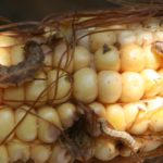 Western bean cutworms feeding in corn in 2011.
