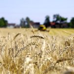The market for soft white wheat in Eastern Canada is now confined to white bran for millers and processors, and the brewing industry.