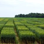 Continued cereal R&D in Eastern Canada means more small-grains choices for more growers.