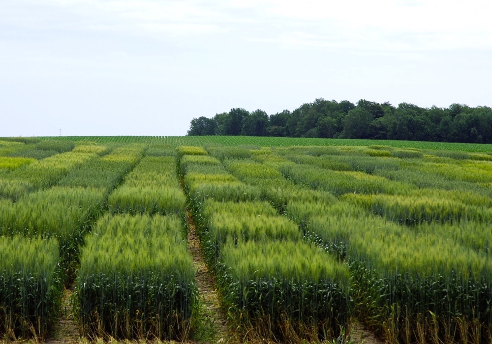 Continued cereal R&D in Eastern Canada means more small-grains choices for more growers. 