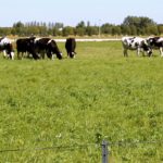 The retrofitted barn will make way for the study of precision monitoring and feeding systems in dairy cattle.