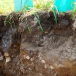 Compaction shows up below the drum on the right, including a plow pan (centre) versus infiltration of white liquid farther below the drum on the left.
