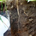 The taproot of a radish in the multi-species blend reaches down more than 12 inches.