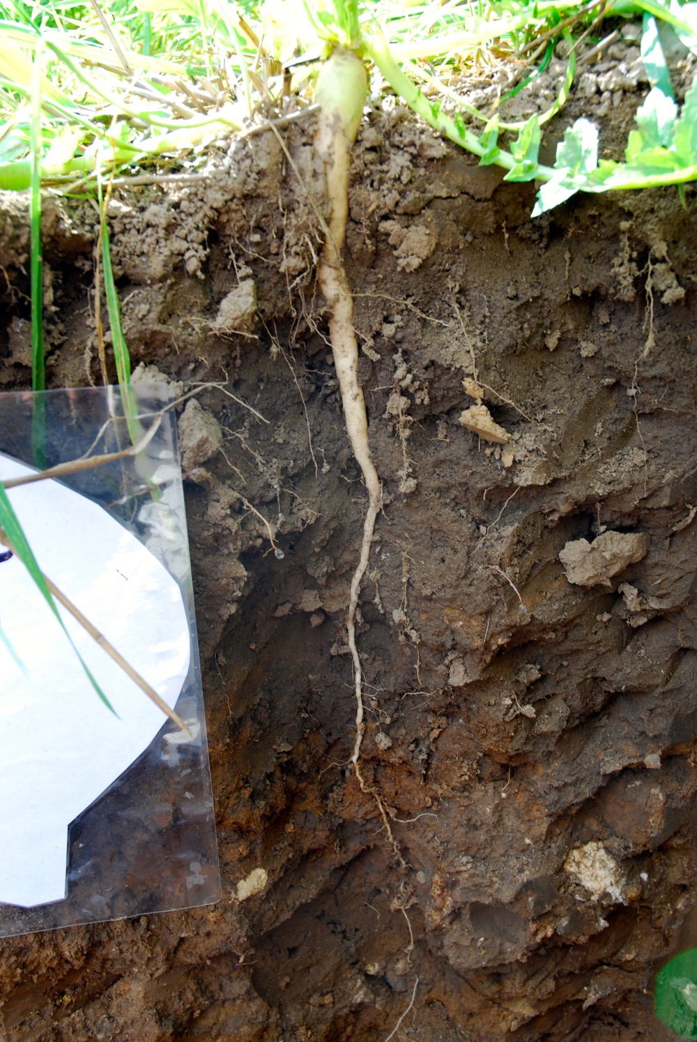 The taproot of a radish in the multi-species blend reaches down more than 12 inches.