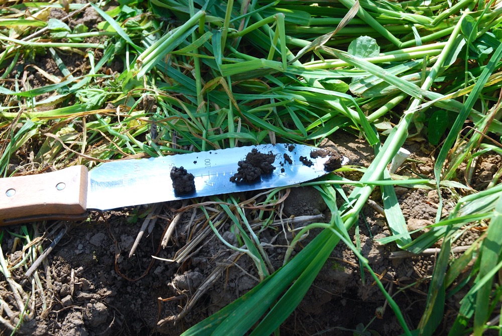 Some of the many worm casts found at various depths within the soil pit.