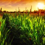 Placing standing cash price orders may be a wise move in a corn market that may yet see some bounces because of USDA reports and international events.