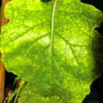 Boron deficiency in canola.