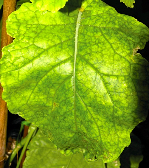 Boron deficiency in canola.