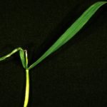 Boron deficiency in wheat.