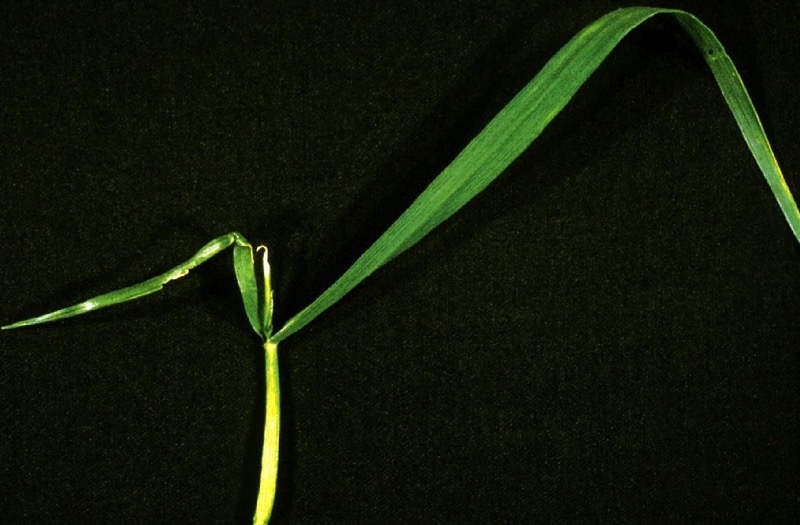 Wheat plant showing new growth with a water-soaked appearance, due to boron deficiency.