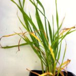 Signs of “pigtailing” due to copper deficiency.