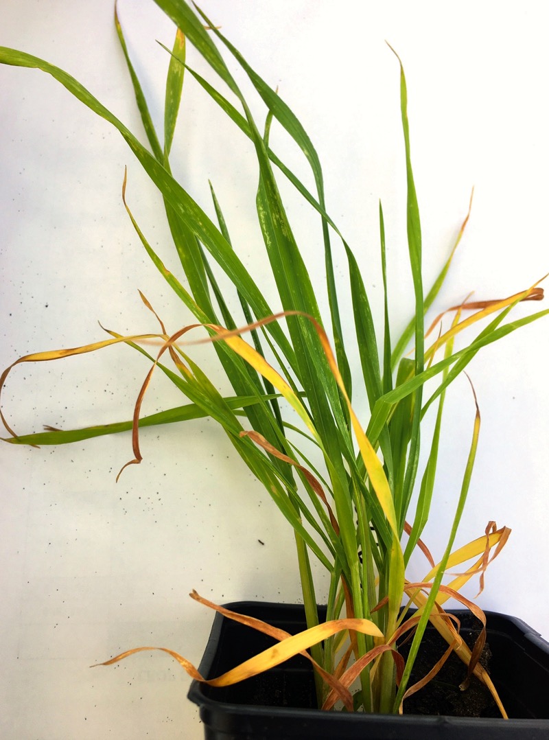 Signs of “pigtailing” due to copper deficiency.