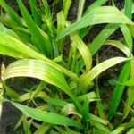 Symptoms of manganese deficiency in wheat.