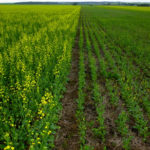 A field-scale illustration of phosphorus deficiency in canola.