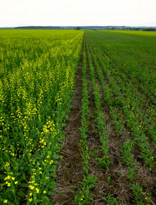 A field-scale illustration of phosphorus deficiency in canola.